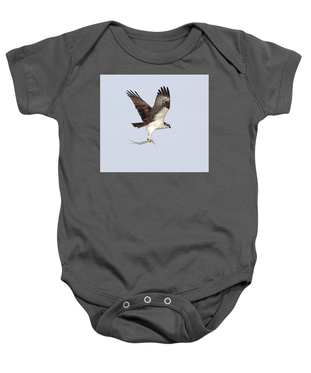 Osprey Baby Onesie featuring the photograph Osprey with a Needle Fish 3 by Mingming Jiang