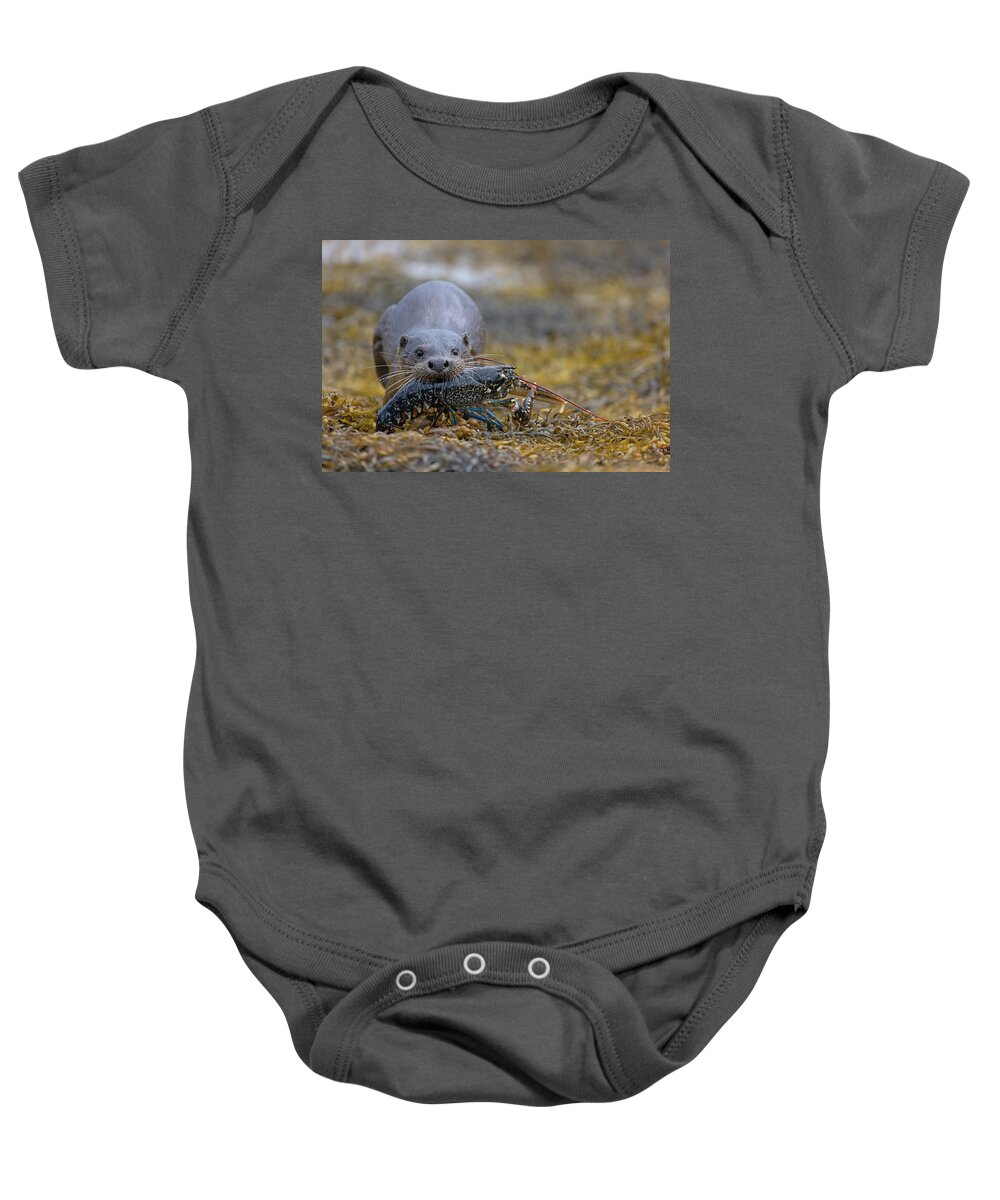 Eurasian Baby Onesie featuring the photograph Otter Bringing Ashore A Lobster by Pete Walkden