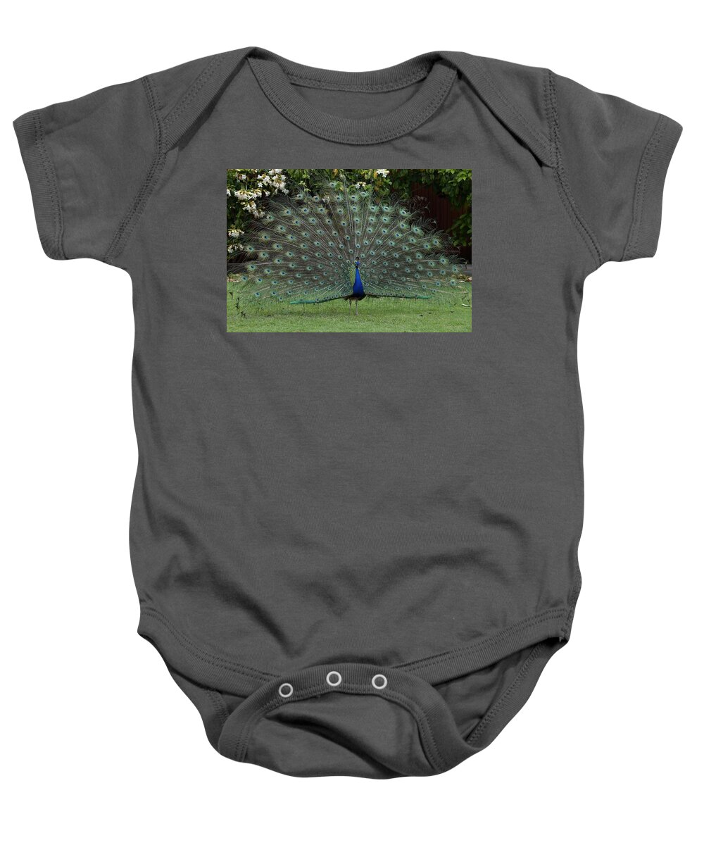 Indian Peafowl Baby Onesie featuring the photograph Peacock Fanning Tail by Mingming Jiang