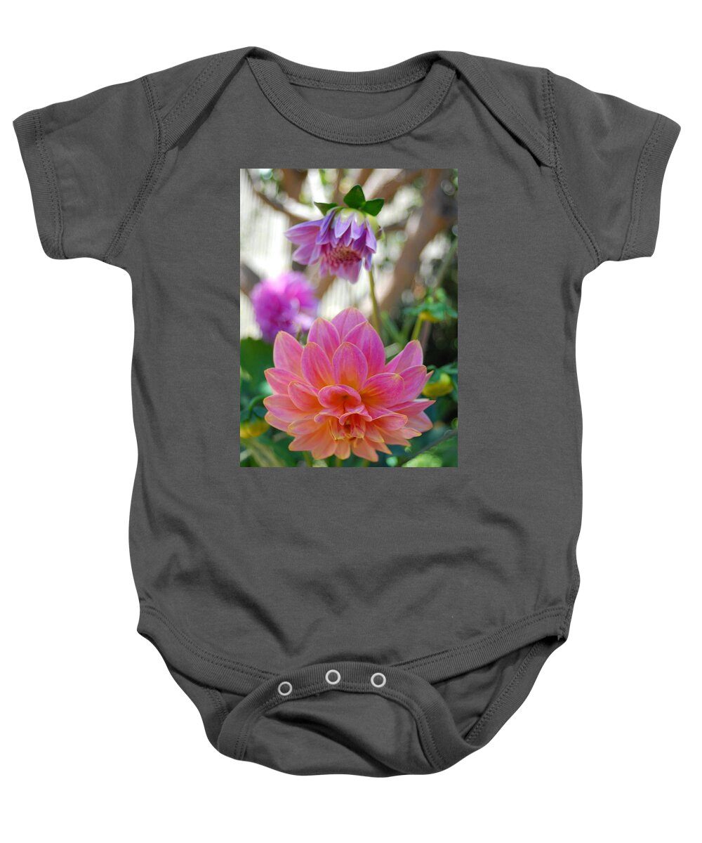 Dahlia Baby Onesie featuring the photograph Pink and Yellow Dahlias 1 by Amy Fose