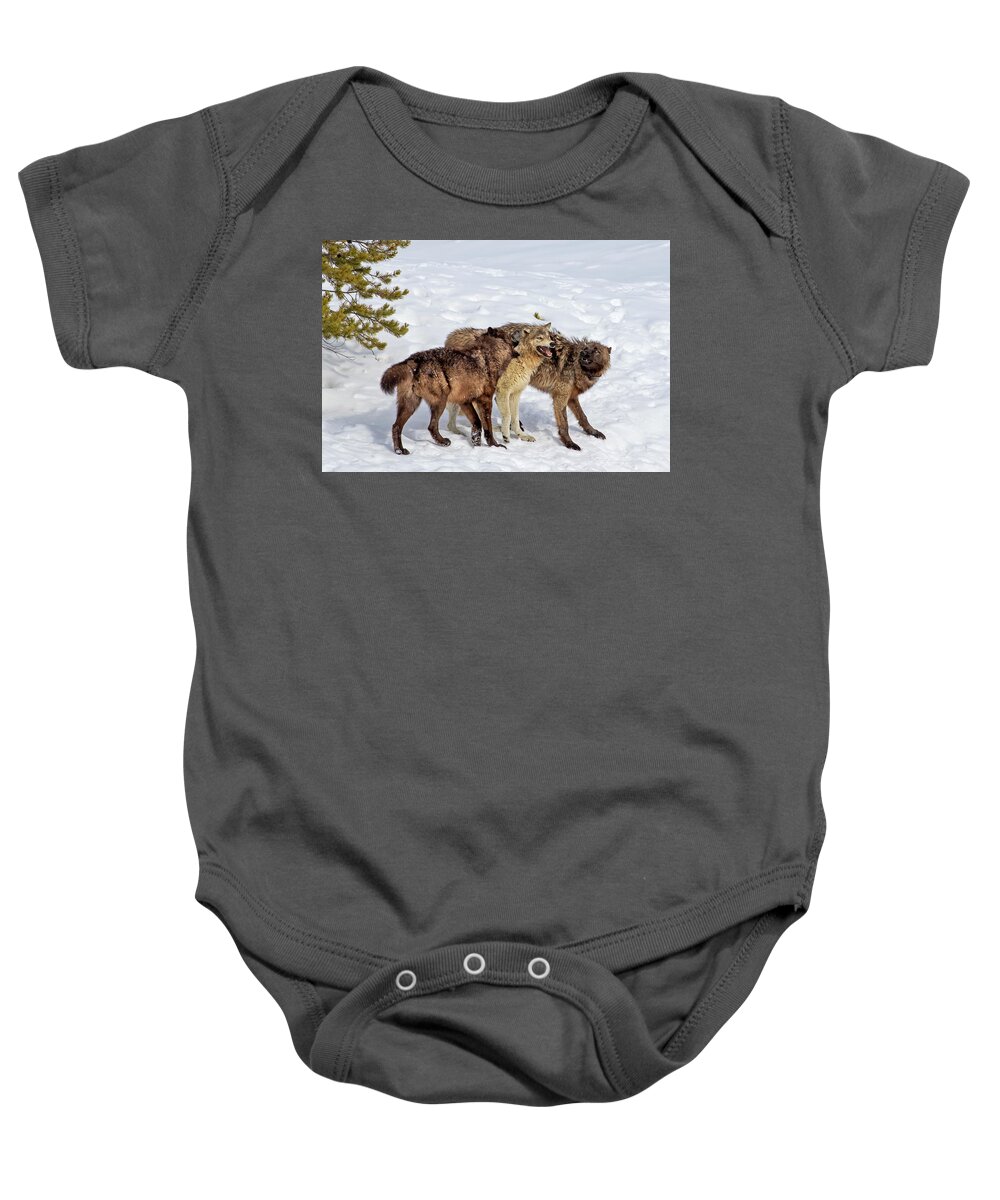 Wolf Baby Onesie featuring the photograph Playful Wapiti Wolves by Mark Miller