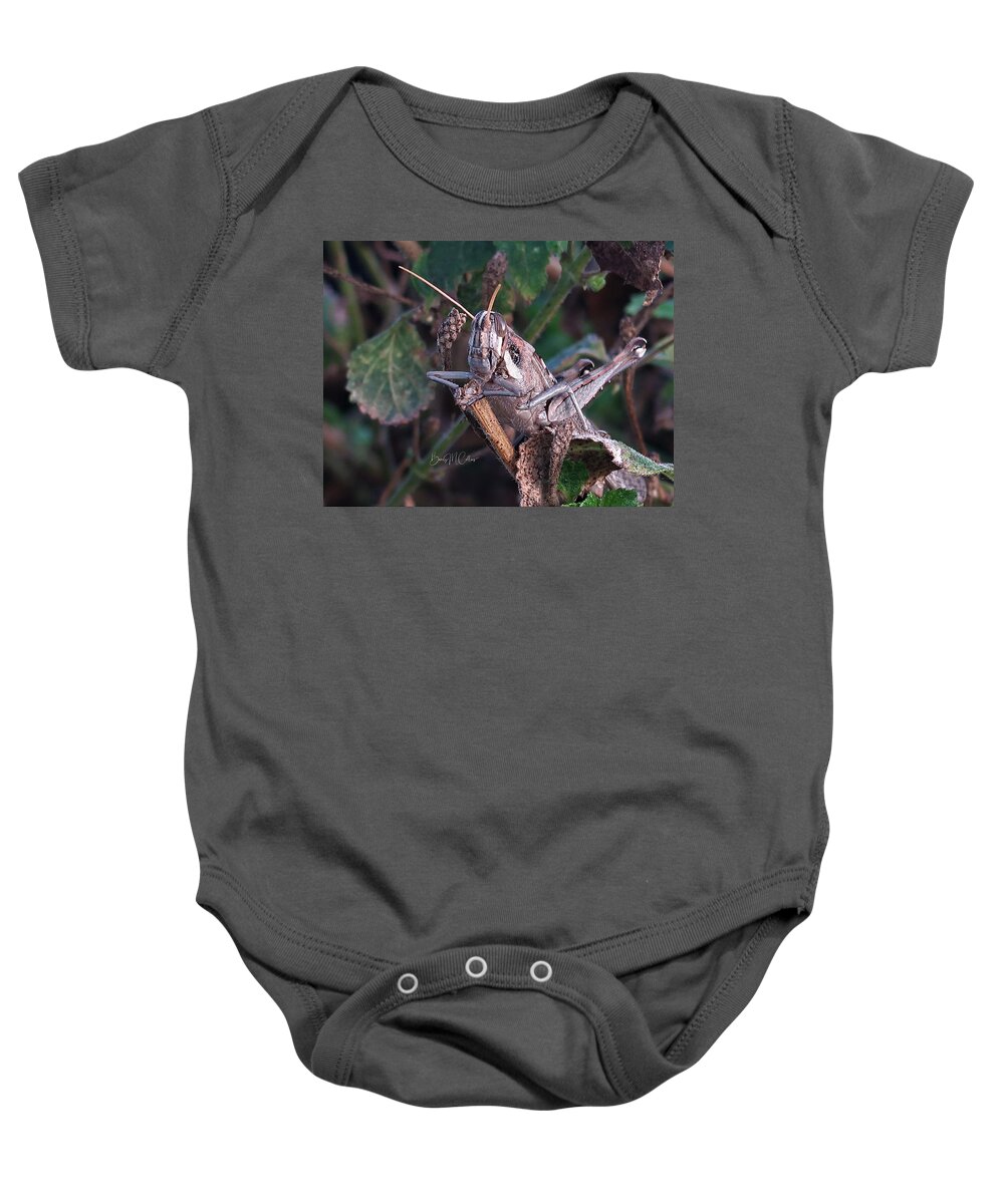 Grasshopper Baby Onesie featuring the photograph Proper Grasshopper by Beverly M Collins