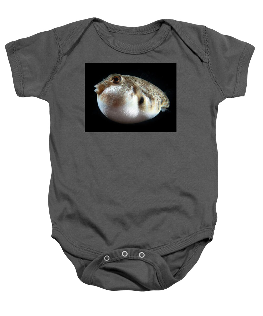Puffer Baby Onesie featuring the photograph Puffed Northern Puffer by Brian Weber