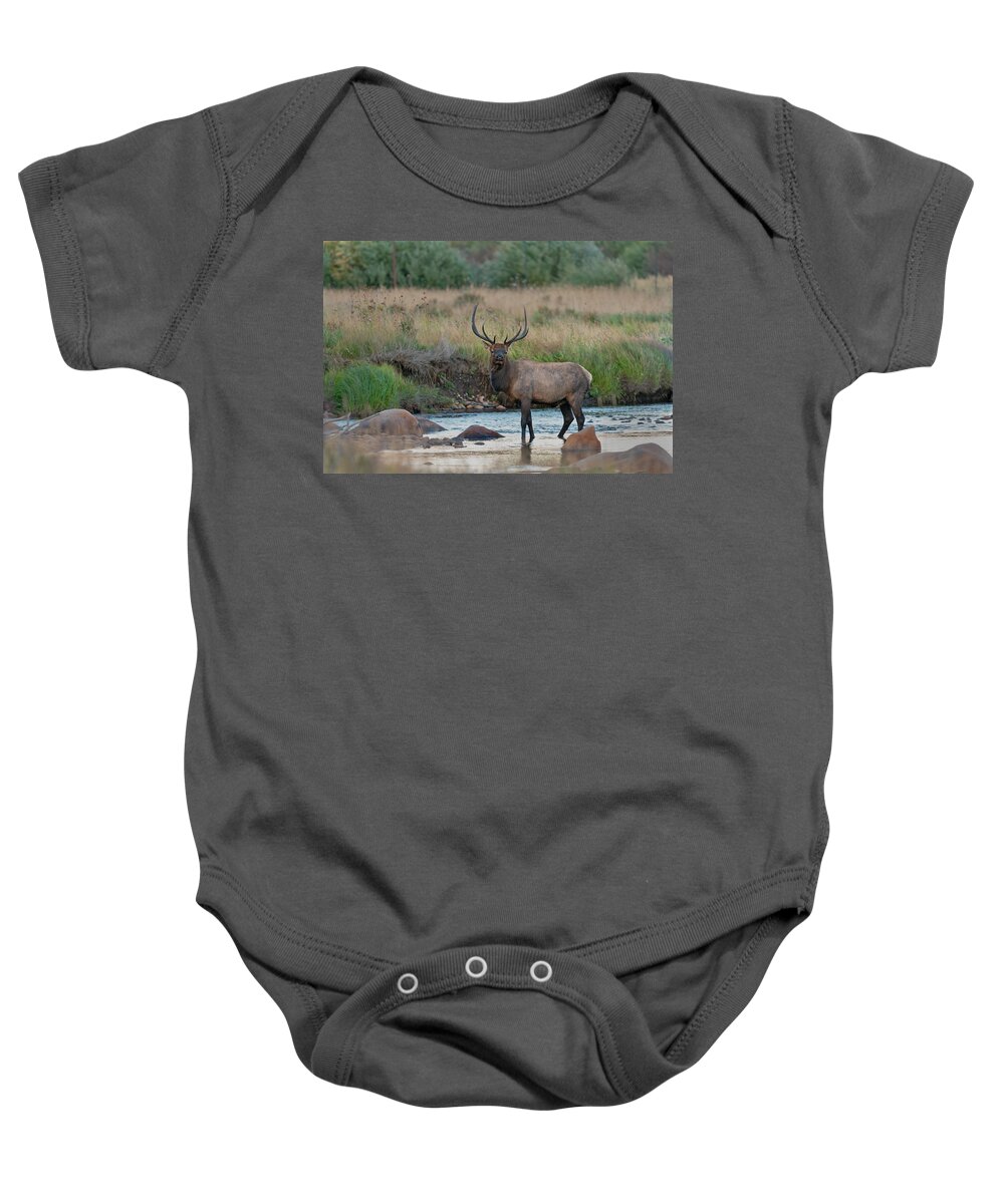 Rocky Baby Onesie featuring the photograph Rocky Mountain Bull Elk crossing the stream by Gary Langley