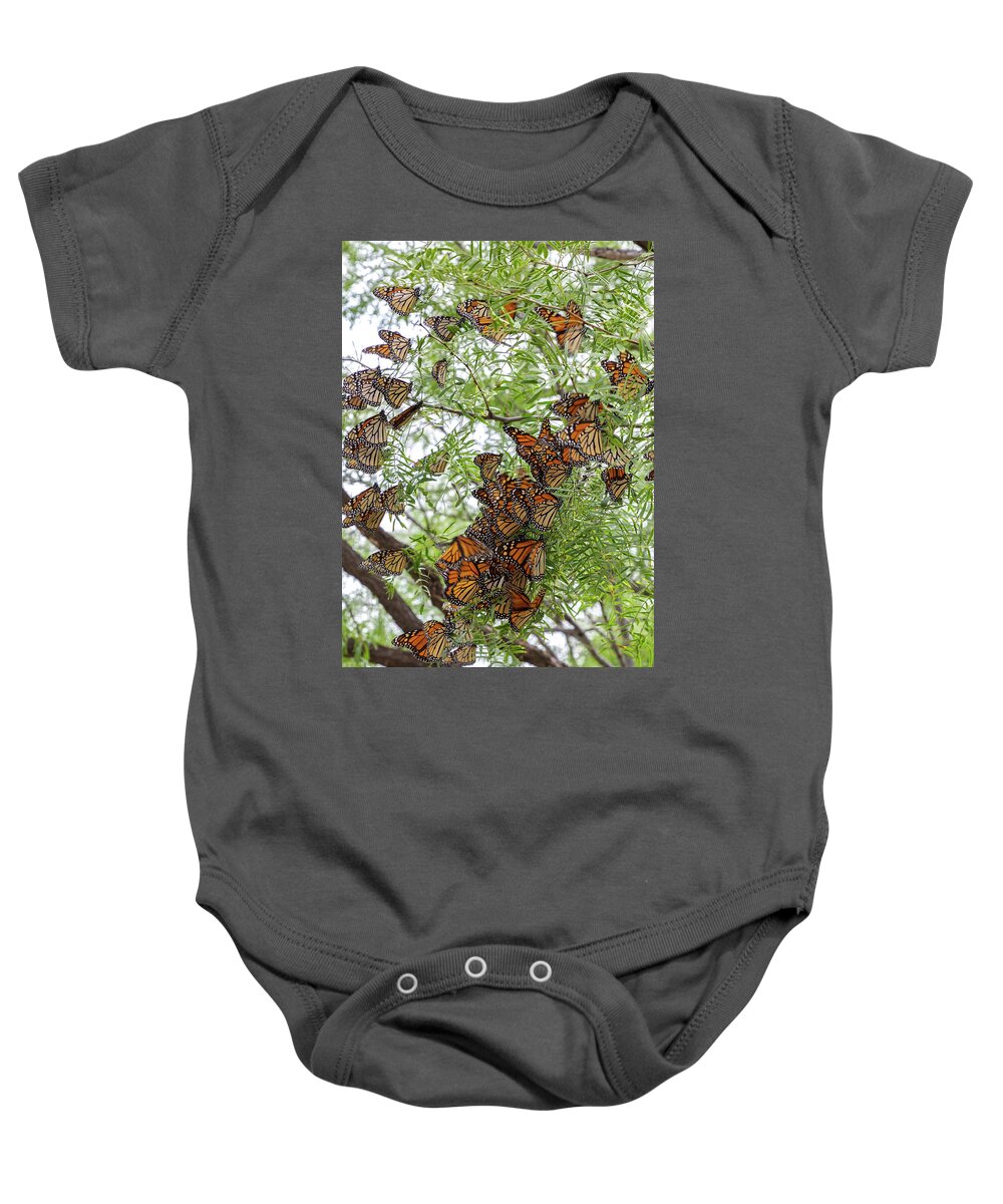 Monarch Butterfly Baby Onesie featuring the photograph Roosting Time by Steve Templeton