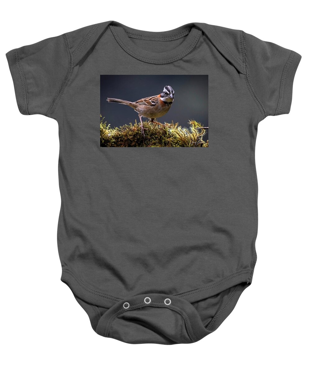 Gary Johnson Baby Onesie featuring the photograph Rufous-Collared Sparrow by Gary Johnson
