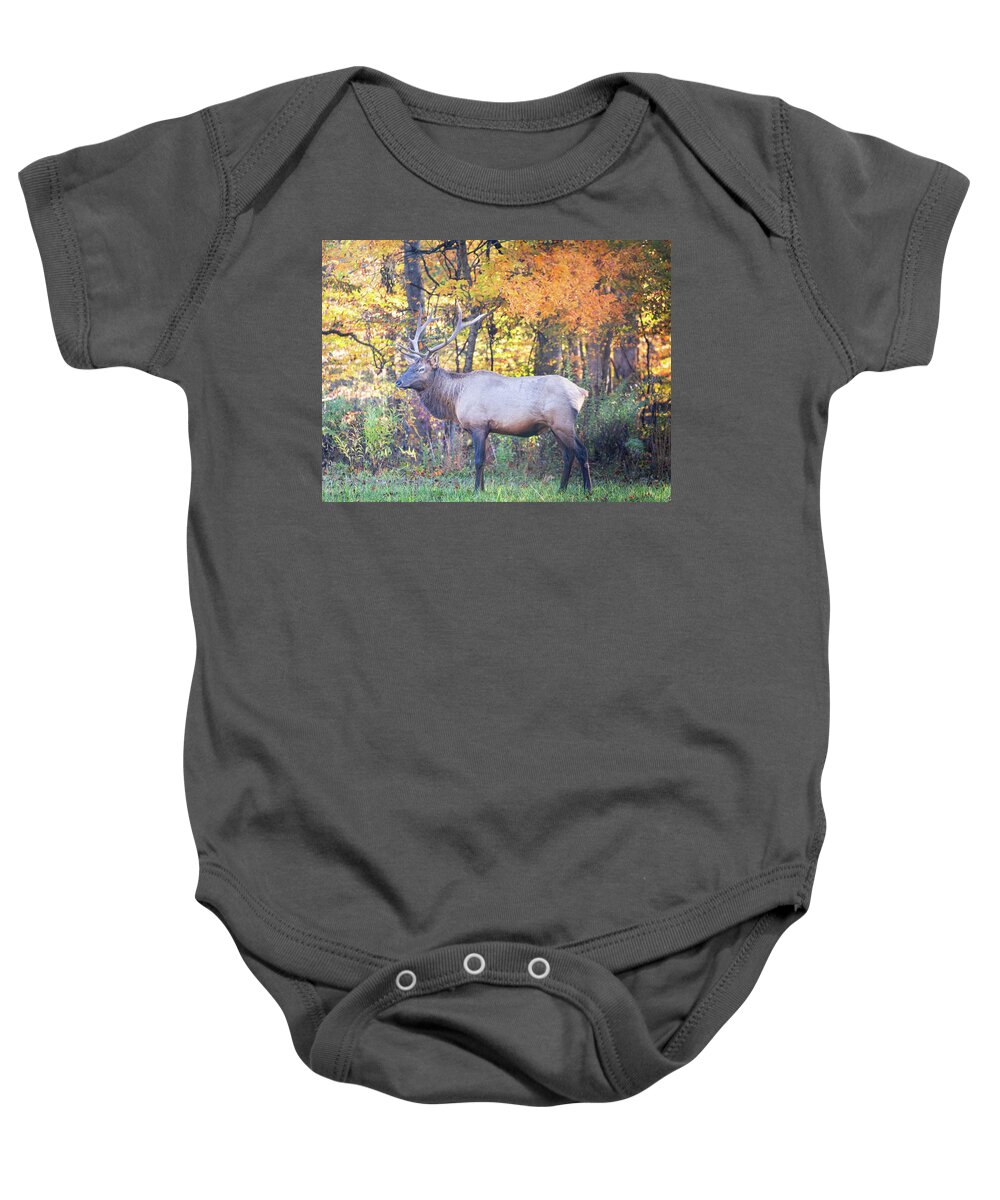 Elk Baby Onesie featuring the photograph Smoky Mountain Elk In Autumn by Jordan Hill