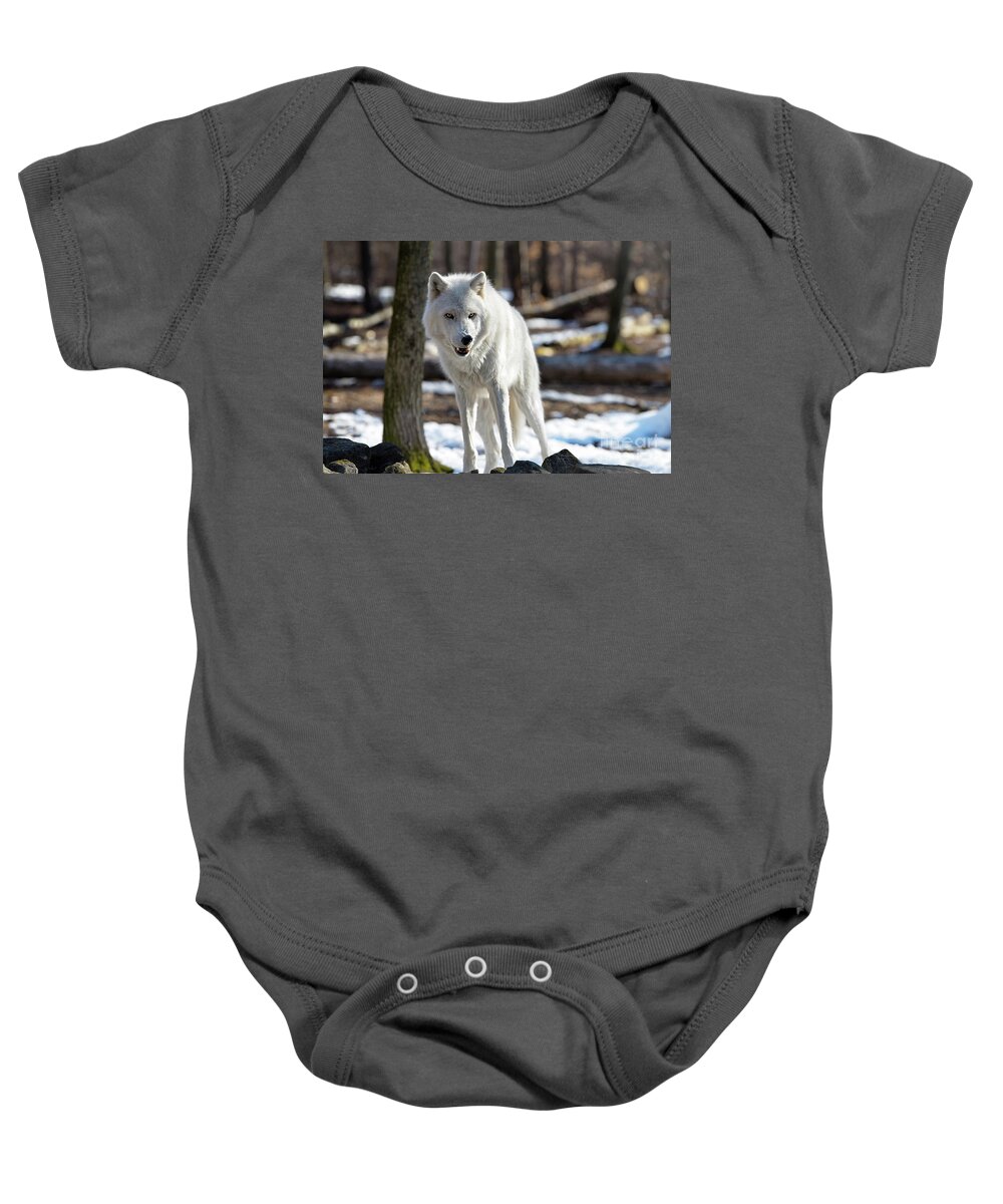 Winter Baby Onesie featuring the photograph Snarling White Wolf by Rehna George
