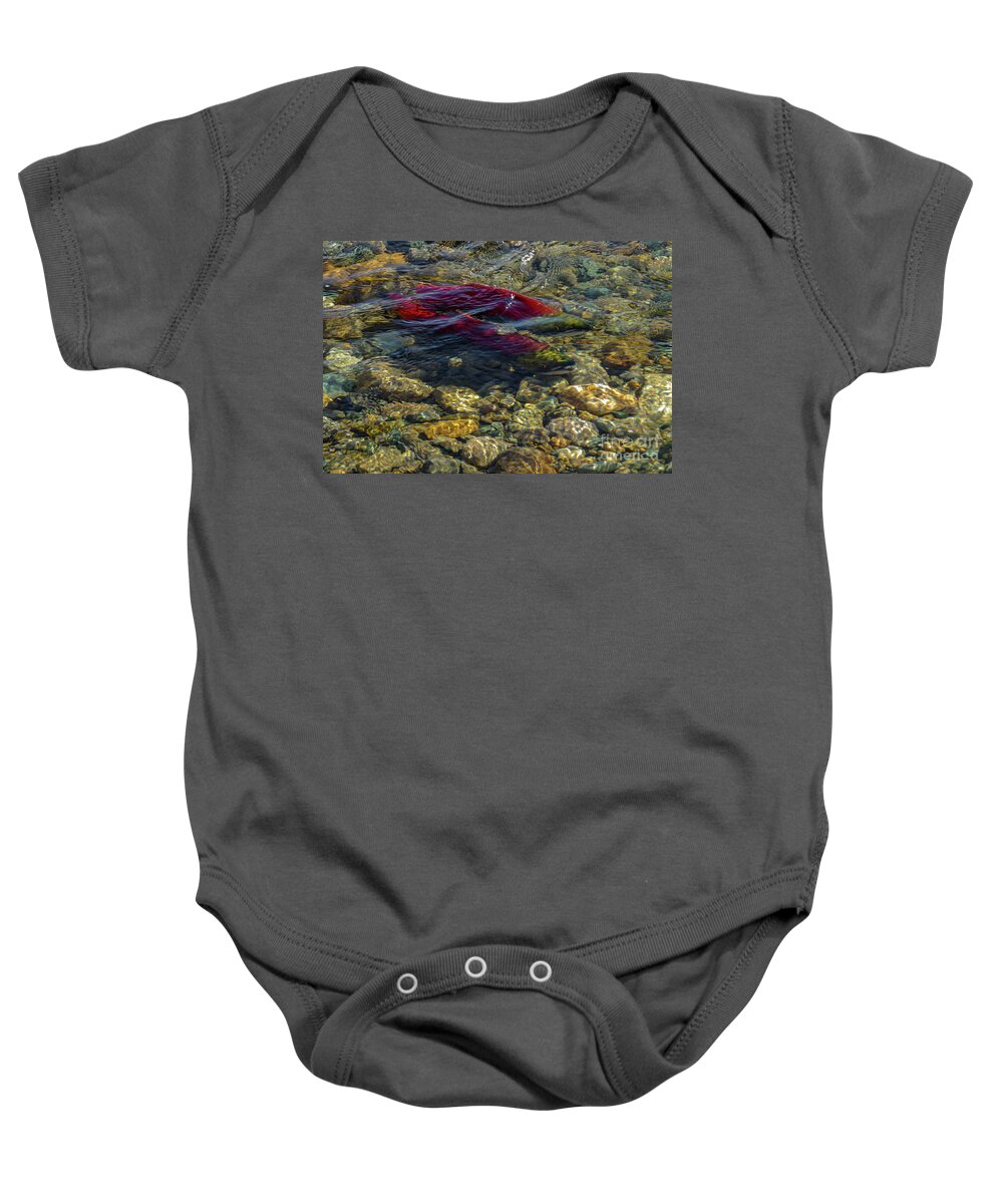 Adams River Baby Onesie featuring the photograph Sockeye Pair #2 by Nancy Gleason