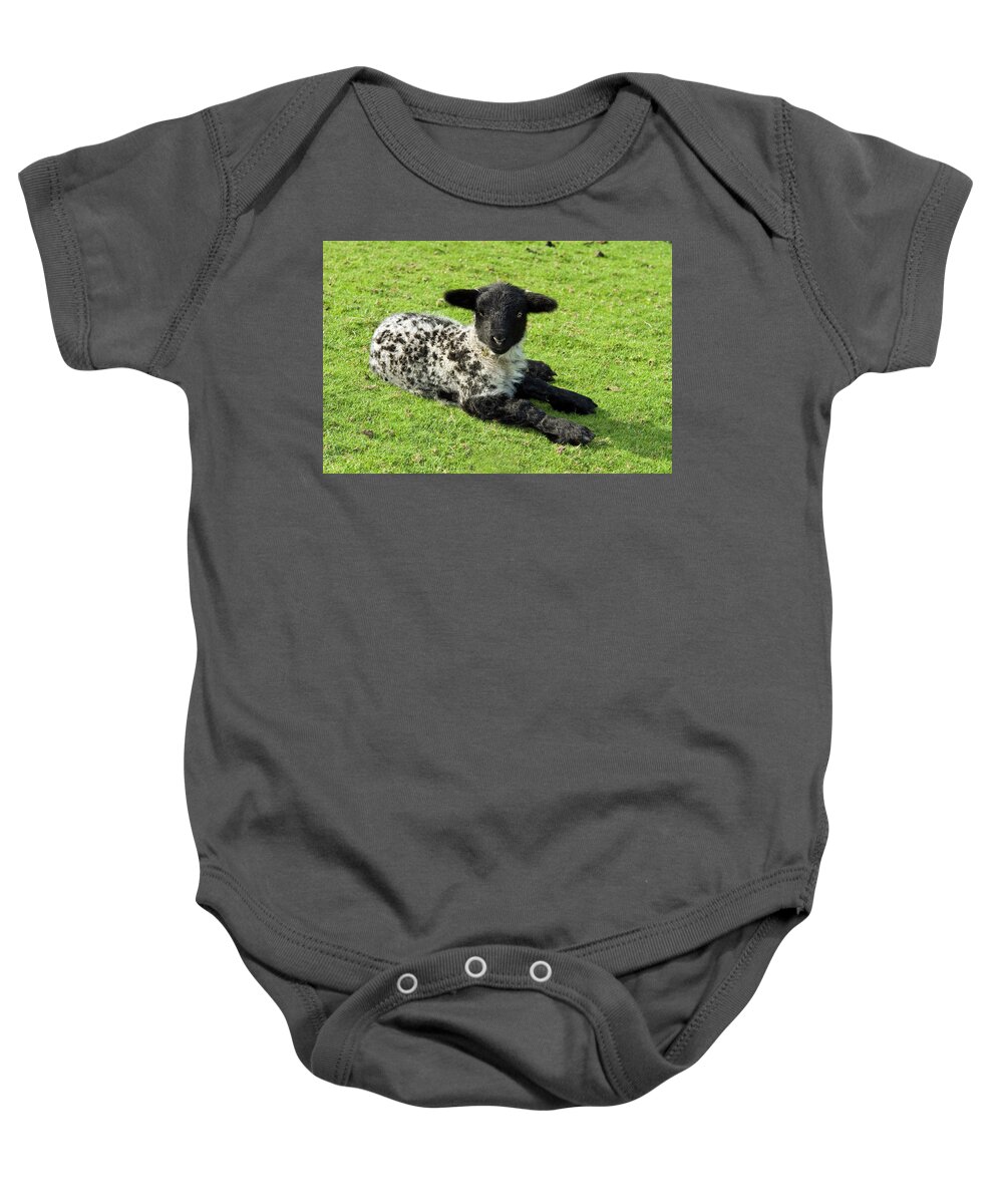 Spring Baby Onesie featuring the photograph Spring lamb by Robert Douglas
