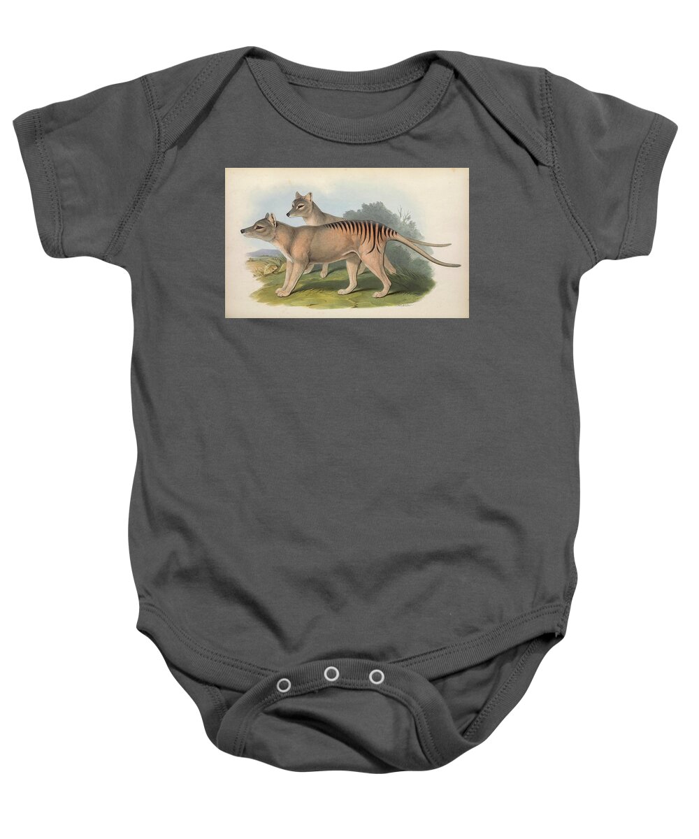 Australia Baby Onesie featuring the drawing Tasmanian Tiger by John Gould