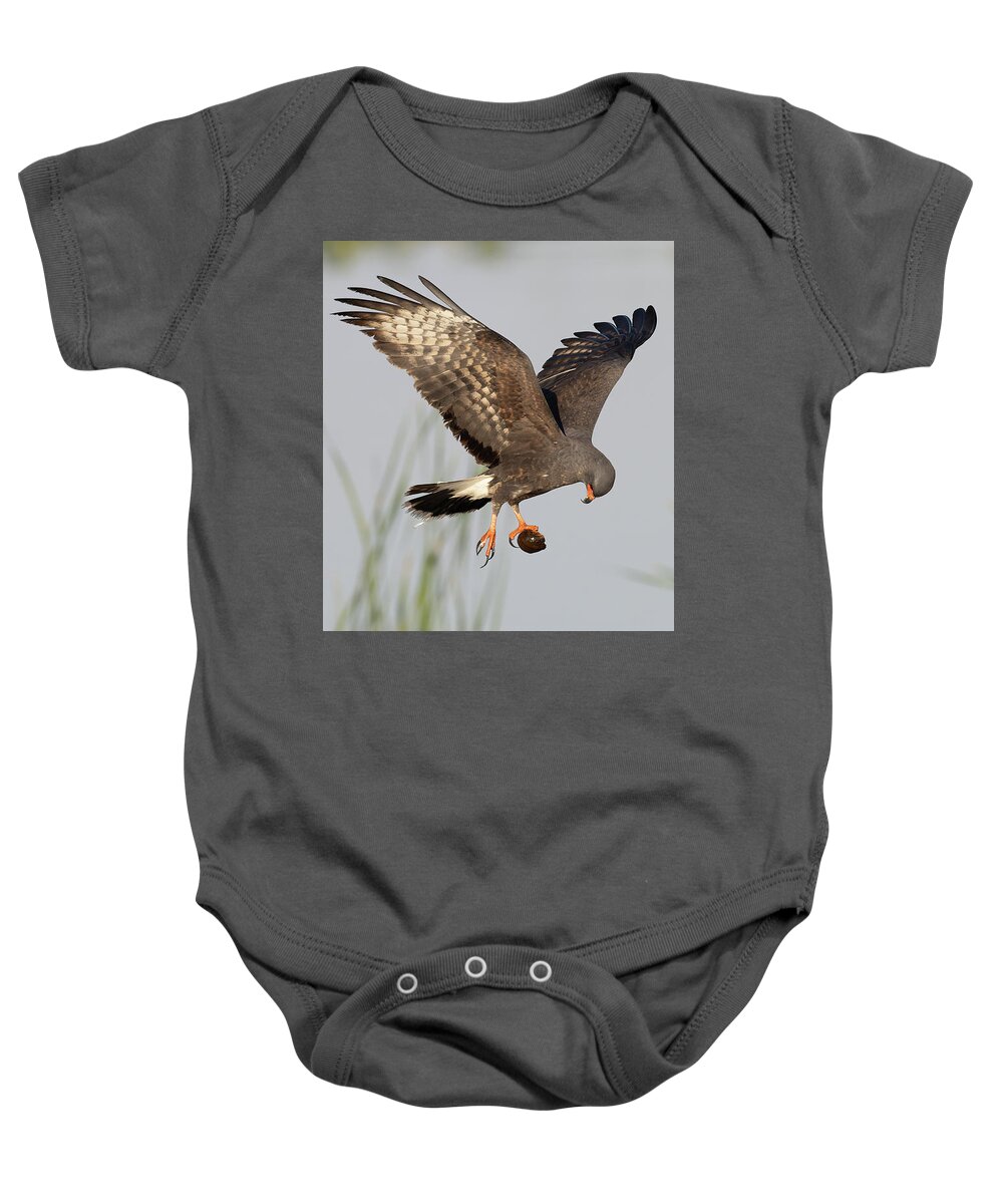 Snail Kite Baby Onesie featuring the photograph The Question by RD Allen