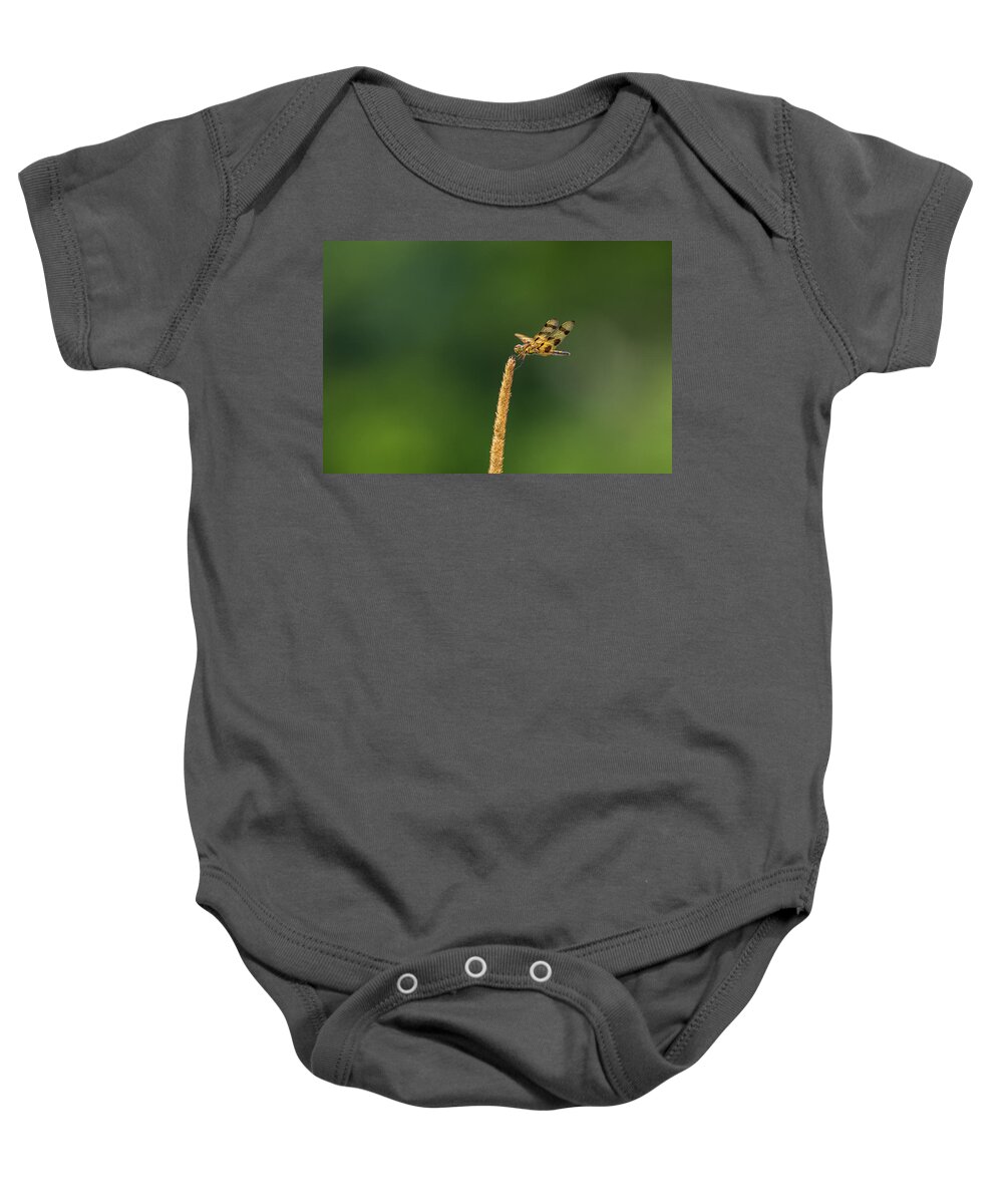 Insect Baby Onesie featuring the photograph Tiger Dragonfly by Amelia Pearn