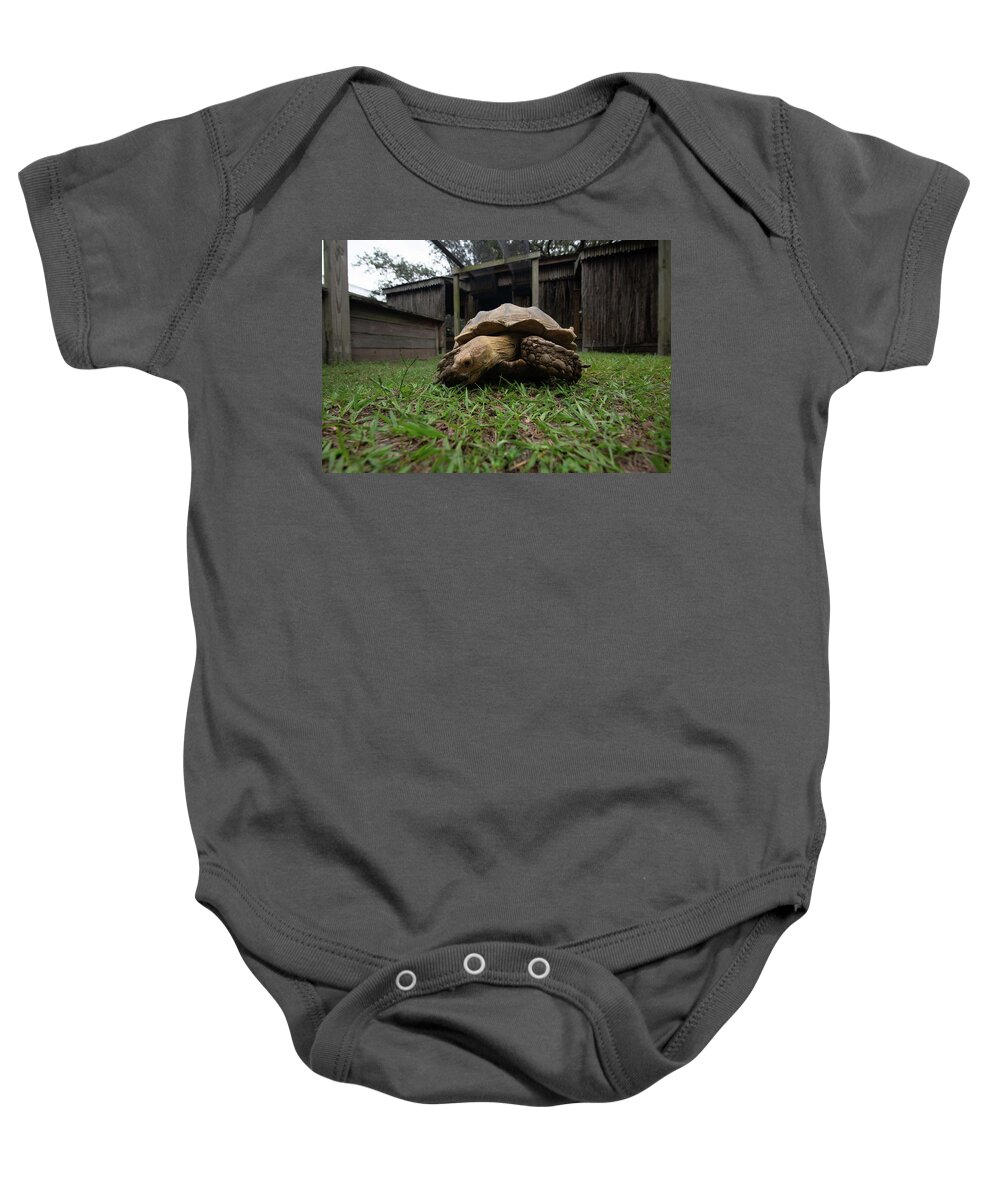 Dade City Baby Onesie featuring the photograph Turtle by Dmdcreative Photography