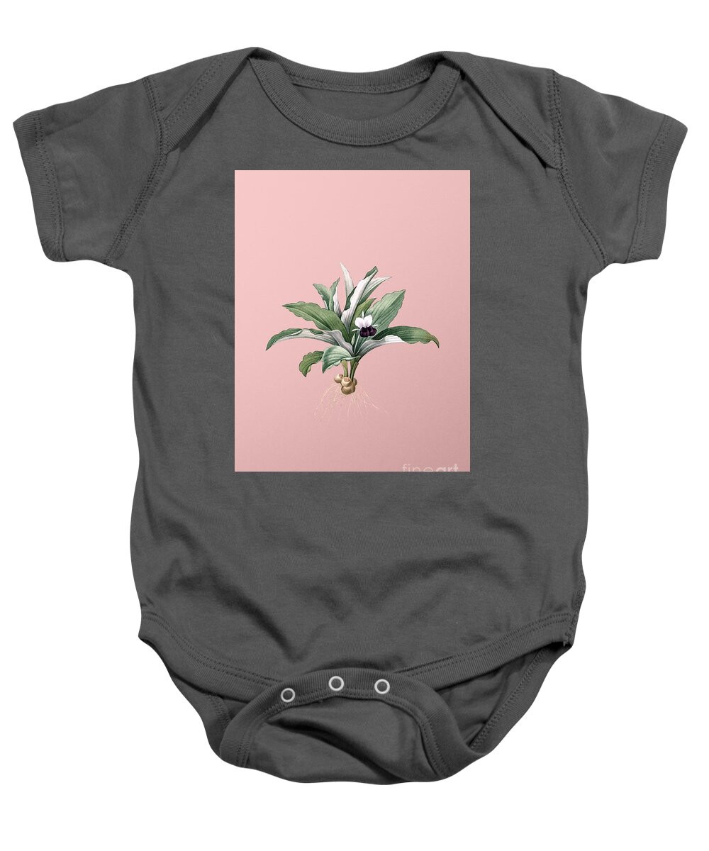 Holyrockarts Baby Onesie featuring the mixed media Vintage Kaempferia Angustifolia Botanical Illustration on Pink by Holy Rock Design