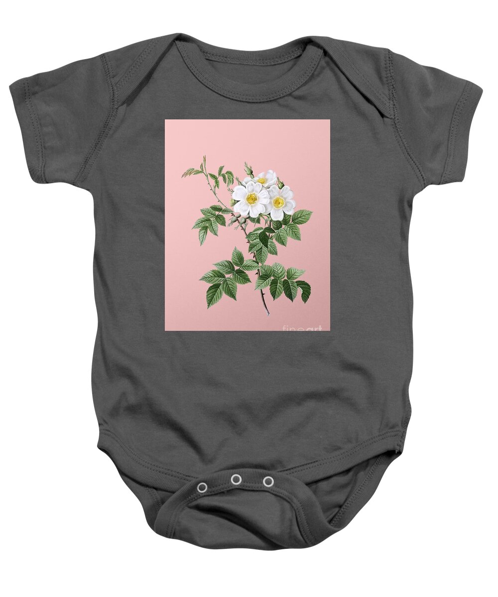 Holyrockarts Baby Onesie featuring the painting Vintage White Rosebush Botanical Illustration on Pink by Holy Rock Design