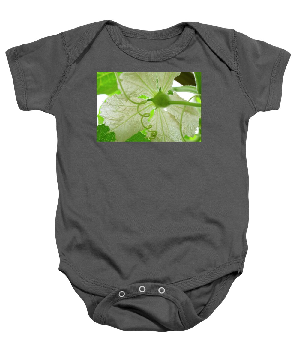 Gourd Flower Baby Onesie featuring the photograph White Gourd Flower From Below by Iris Richardson