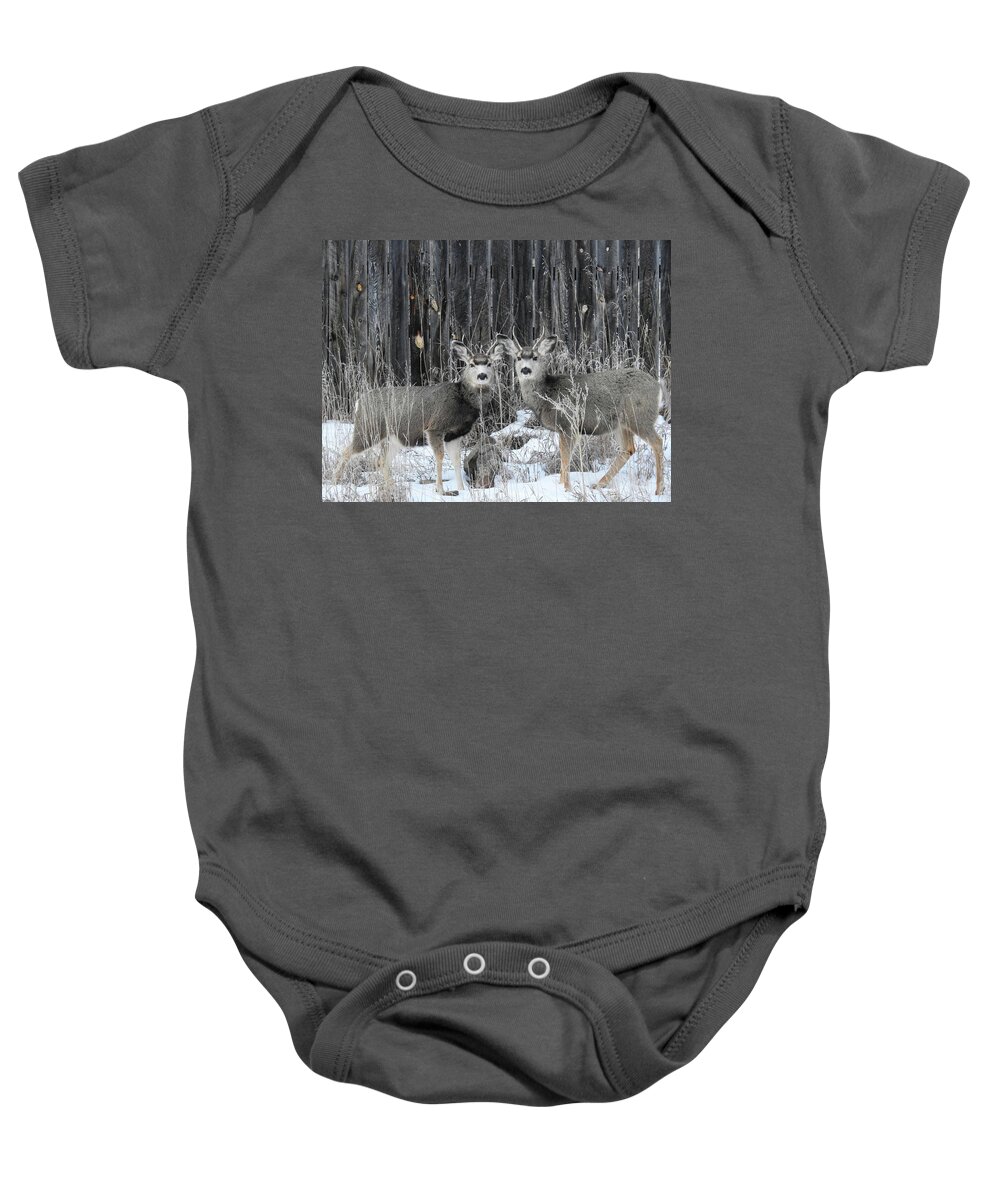  Deer Baby Onesie featuring the photograph Young Bucks by Donald J Gray