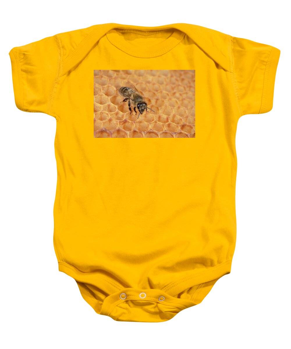 00193695 Baby Onesie featuring the photograph Honeybee on Honeycomb by Konrad Wothe