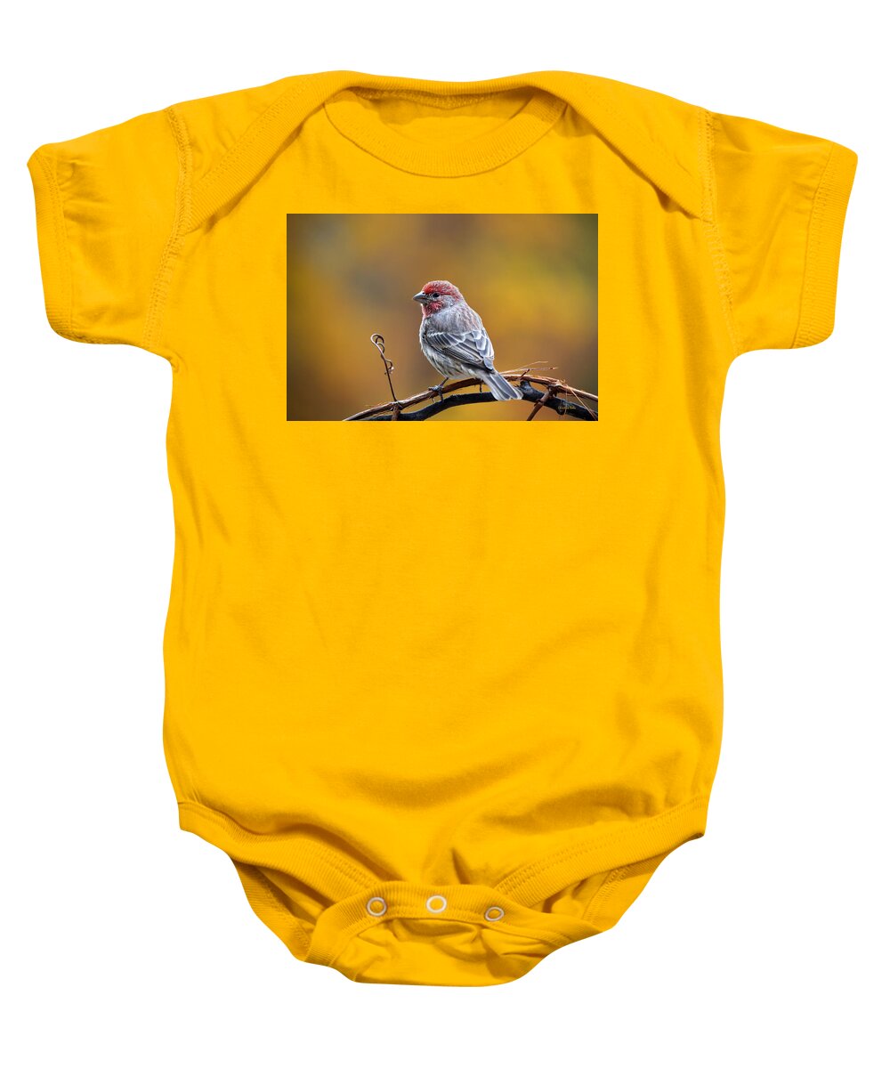 Bird Baby Onesie featuring the photograph Fall Finch by Christina Rollo