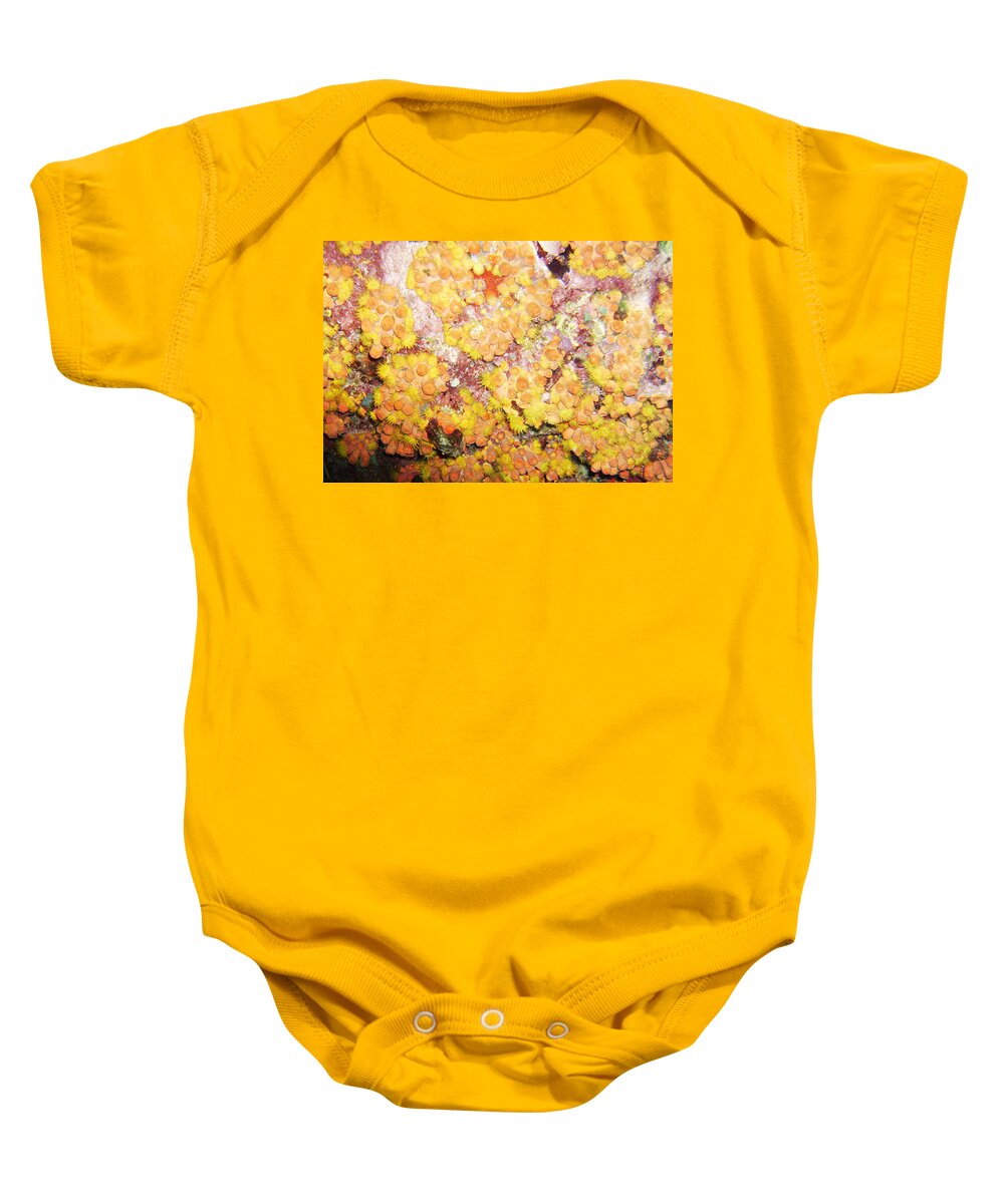 Ocean Baby Onesie featuring the photograph Orange Cups by Lynne Browne