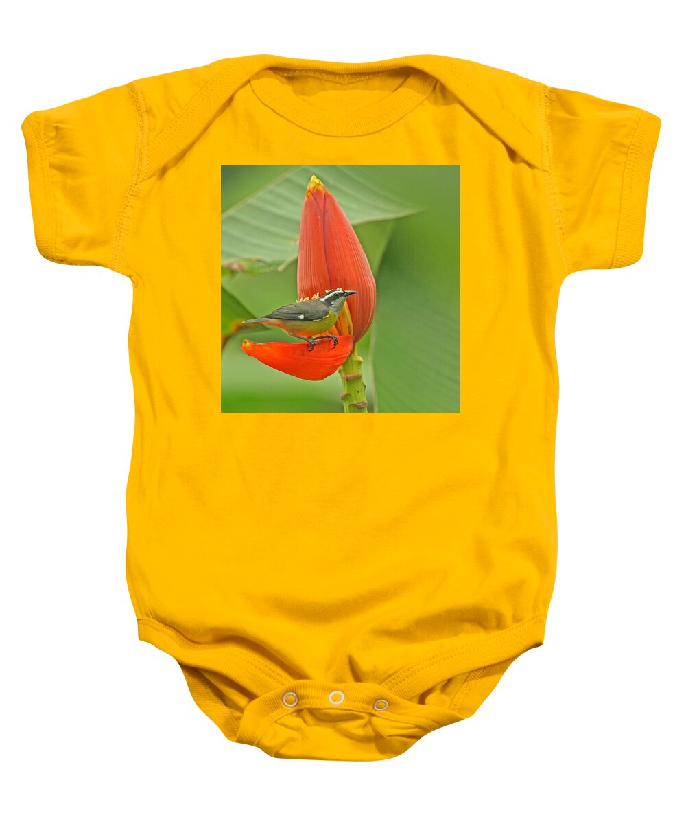 Tropical Birds Baby Onesie featuring the photograph Tropical Birds - Bananaquit by Peggy Collins