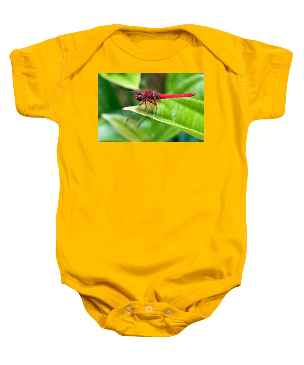 washington State Baby Onesie featuring the photograph Red Dragonfly by Dan McManus
