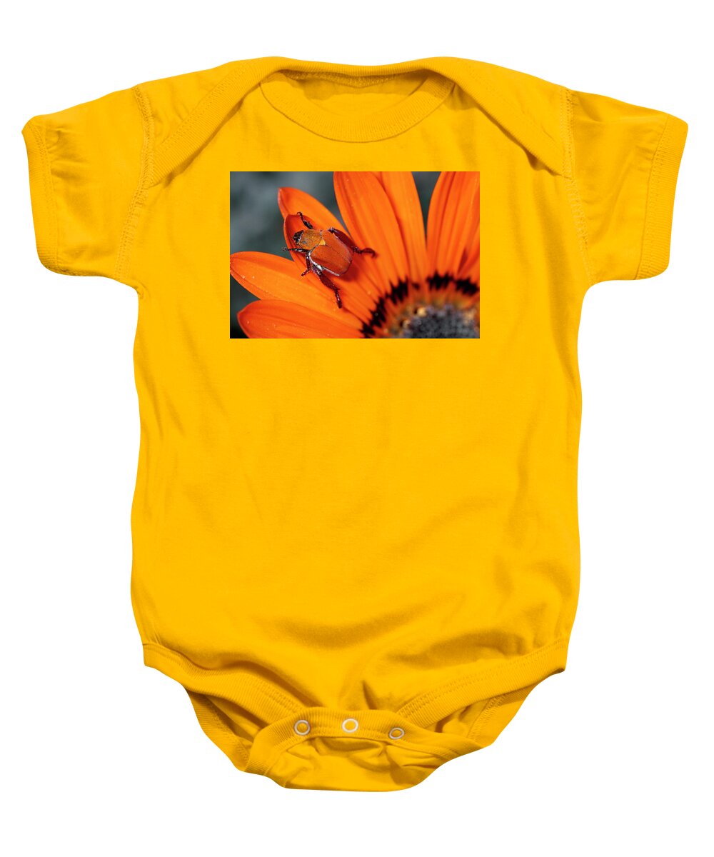 Mp Baby Onesie featuring the photograph Scarab Beetle On A Guzmania Flower by Michael & Patricia Fogden
