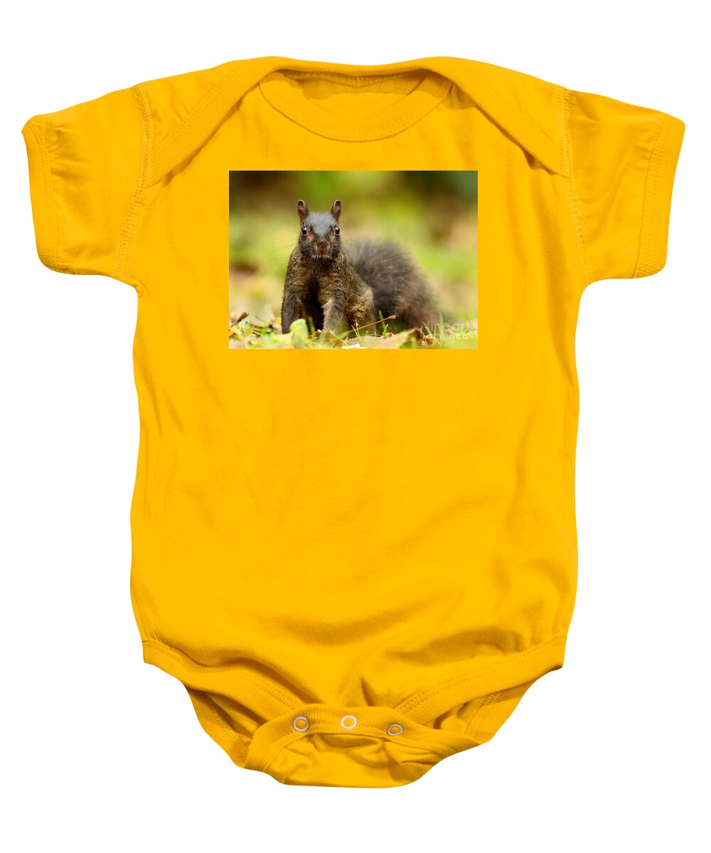 Eastern Baby Onesie featuring the photograph Curious Black Squirrel by Mircea Costina Photography