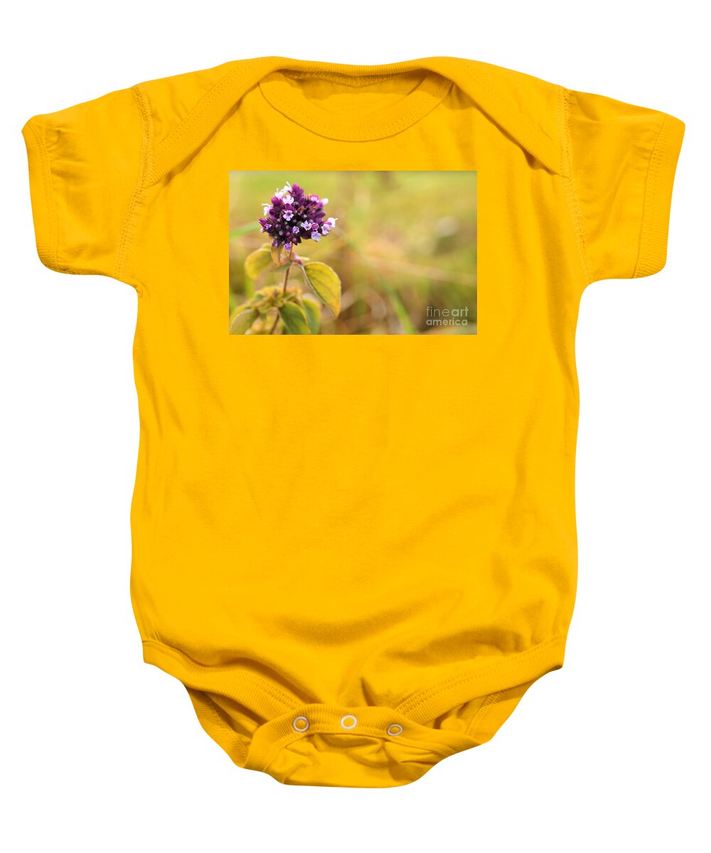 Autumn; Flowers; Flower; Colorful; Colors; Wood; Nature; Natural; Fall; Still; Sabine Jacobs; Purple; Field; Baby Onesie featuring the photograph Autumn Flower in a Field by Sabine Jacobs