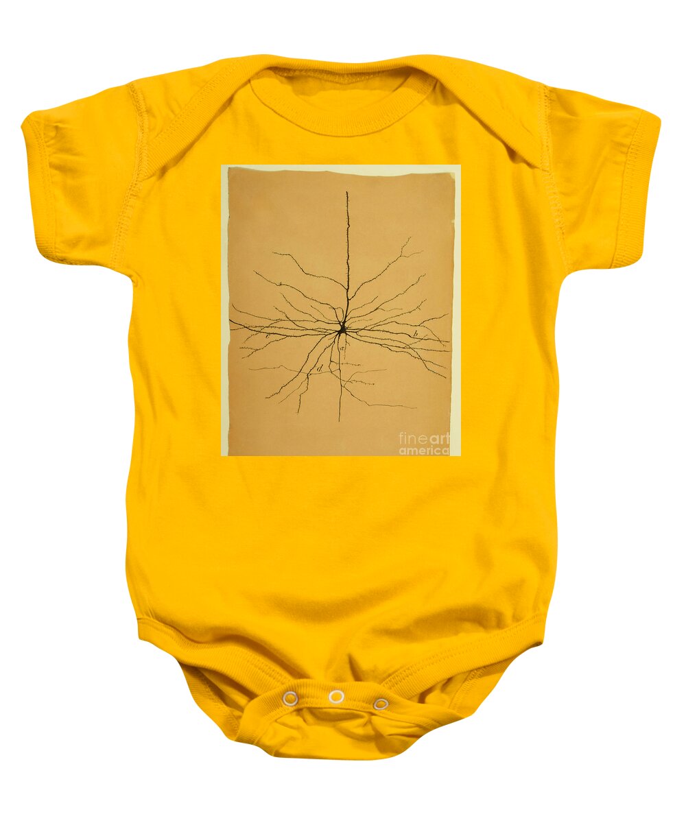Pyramidal Cell Baby Onesie featuring the photograph Pyramidal Cell In Cerebral Cortex, Cajal by Science Source