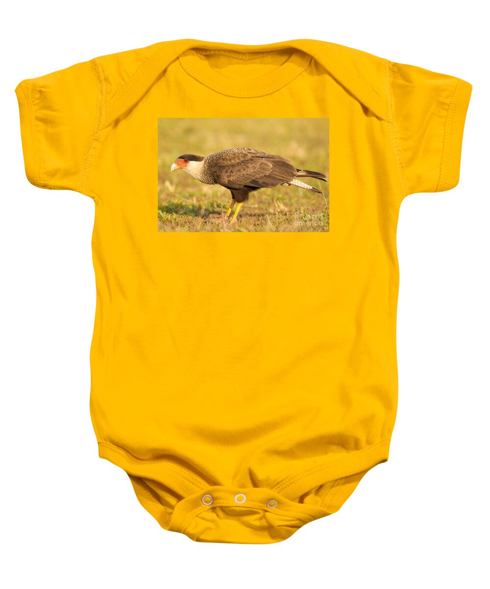 Bird Of Prey Baby Onesie featuring the photograph Southern Caracara by B.G. Thomson