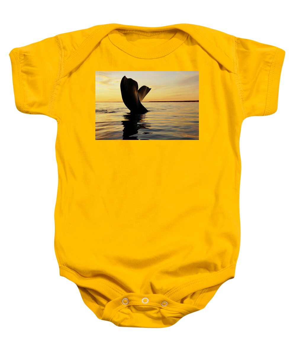 00586953 Baby Onesie featuring the photograph Right Whale Sailing At Sunset #4 by Hiroya Minakuchi