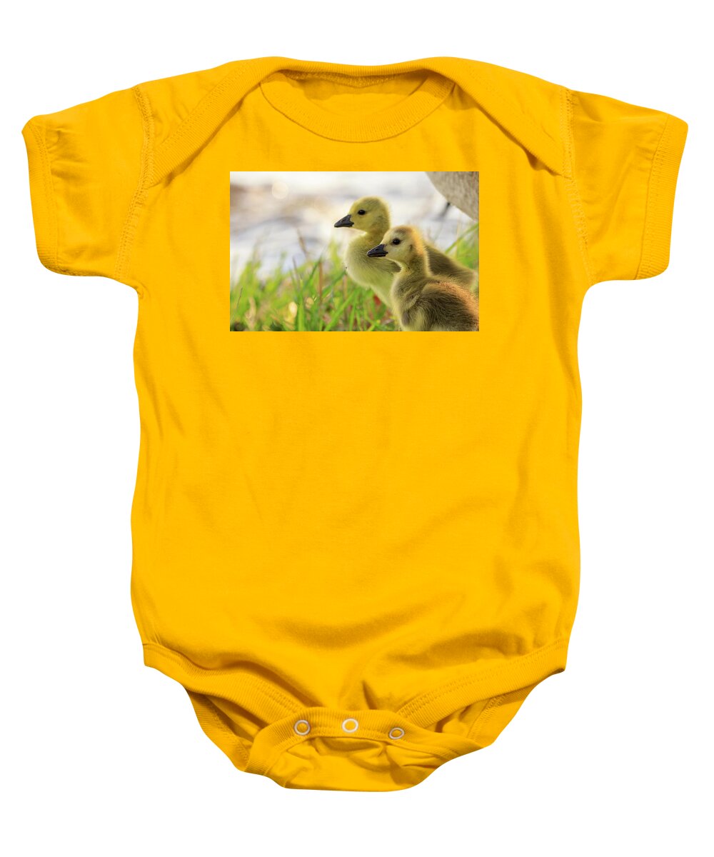 Goslings Baby Onesie featuring the photograph Boston Goslings by Rob Davies