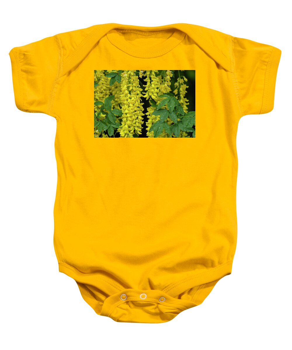 Astoria Baby Onesie featuring the photograph Golden Chain Tree by Robert Potts