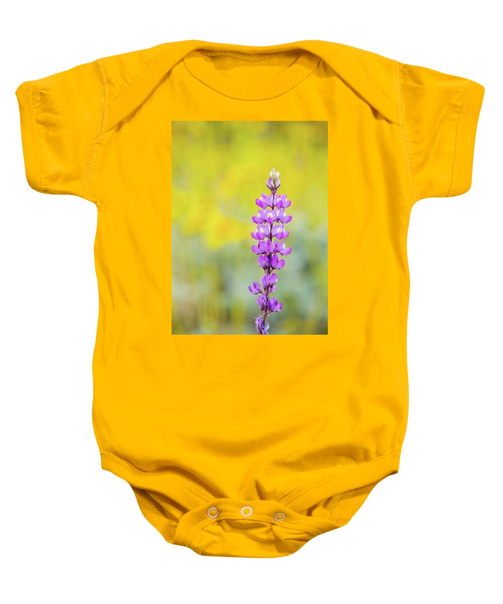 Lupine Baby Onesie featuring the photograph Lupine Bloom Mojave Gold Poppy by Kyle Hanson