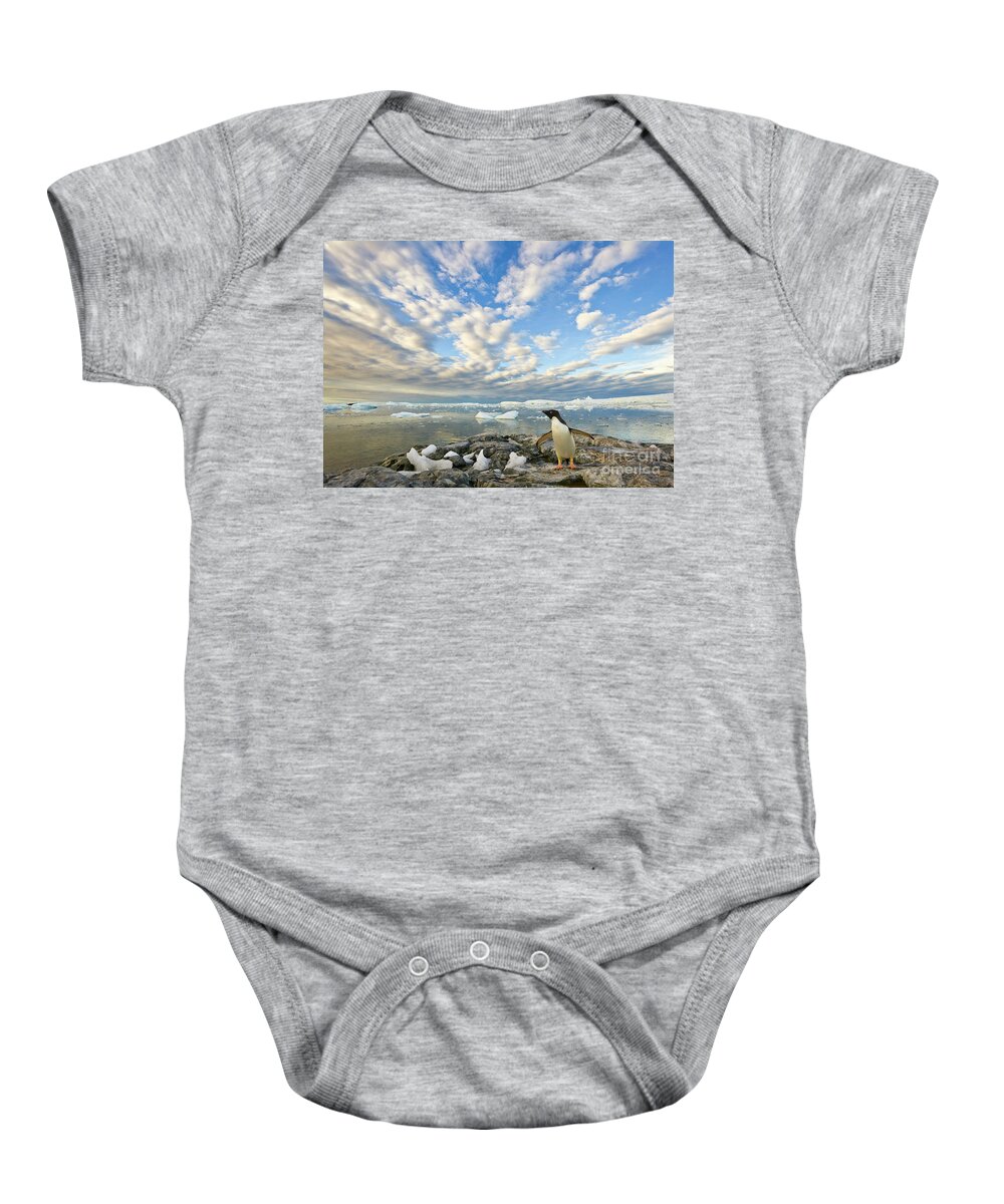00345612 Baby Onesie featuring the photograph Adelie Penguin Flapping Wings by Yva Momatiuk John Eastcott