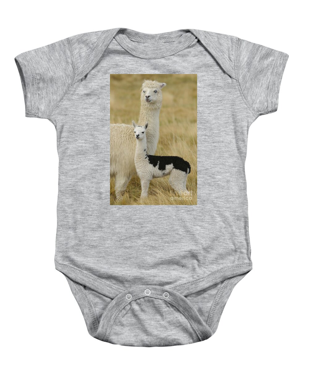 South America Fauna Baby Onesie featuring the photograph Alpaca With Young #1 by John Shaw