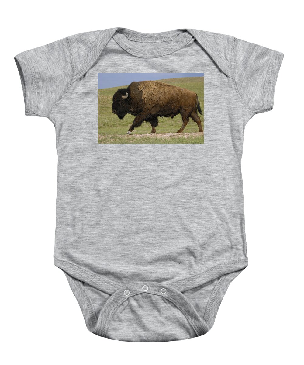 Feb0514 Baby Onesie featuring the photograph American Bison Male Wyoming #1 by Pete Oxford