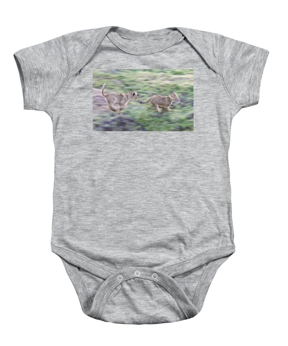 Photography Baby Onesie featuring the photograph Lion Cubs Panthera Leo Running #1 by Animal Images