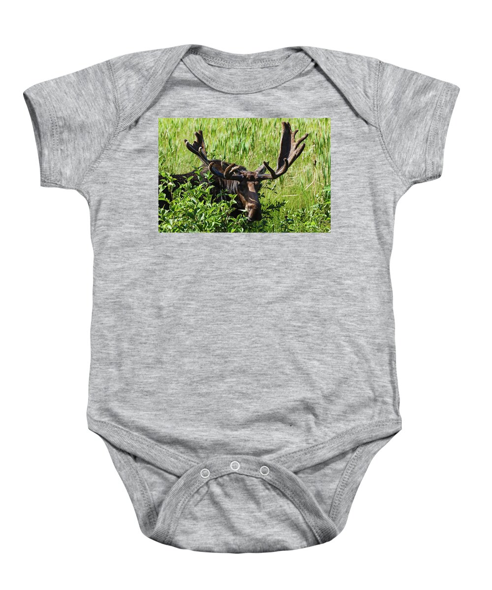 Animals In The Wild Baby Onesie featuring the photograph Moose Near Lake Opeongo, Algonquin #1 by Carl Bruemmer