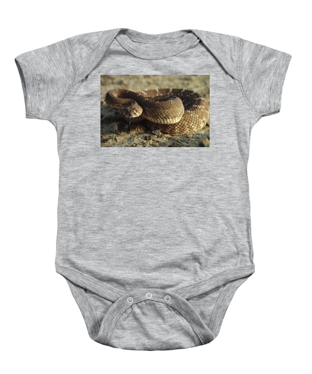 Feb0514 Baby Onesie featuring the photograph Red Rattlesnake Baja California Mexico #1 by Larry Minden