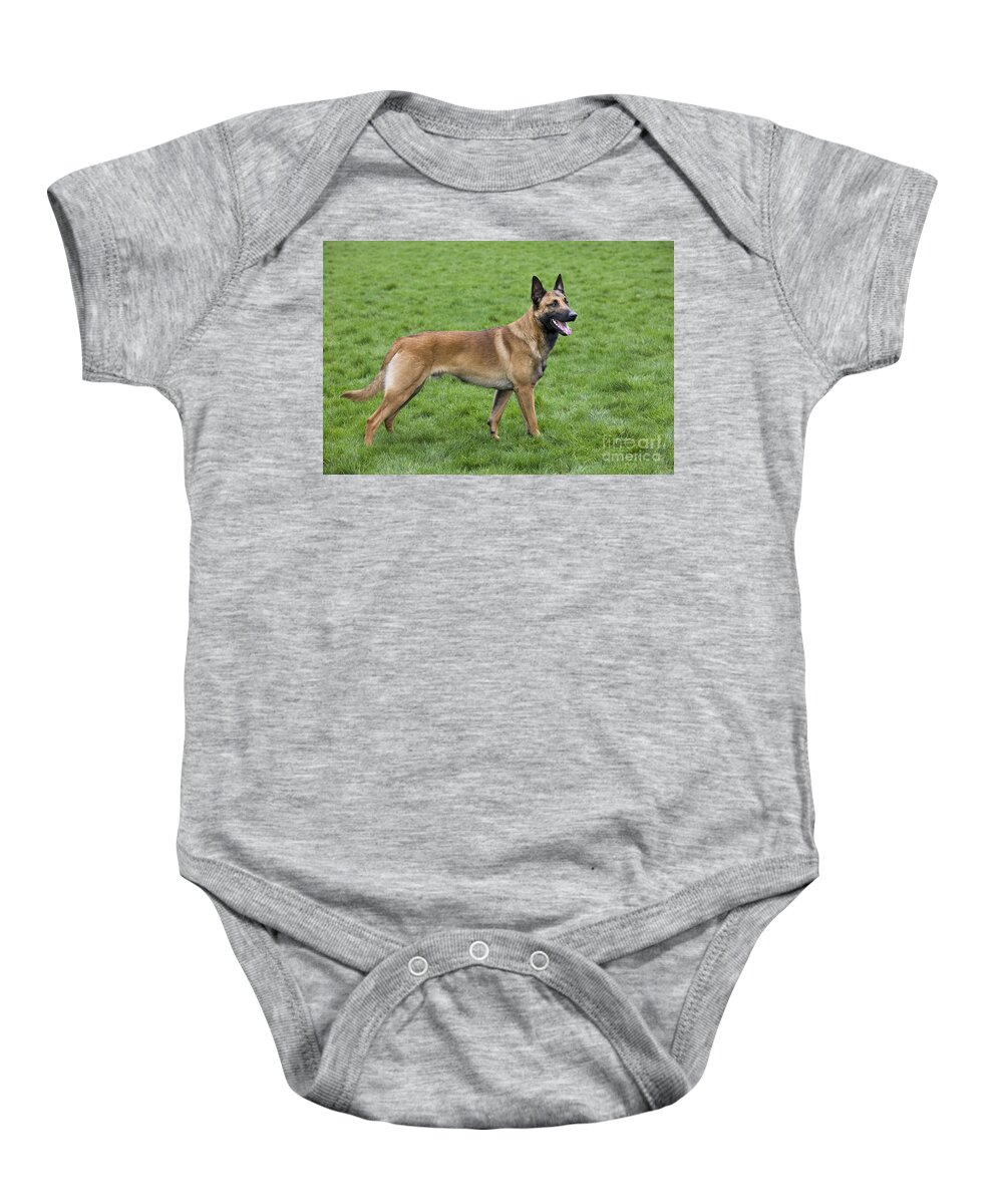 Belgian Shepherd Dog Baby Onesie featuring the photograph 101130p021 by Arterra Picture Library