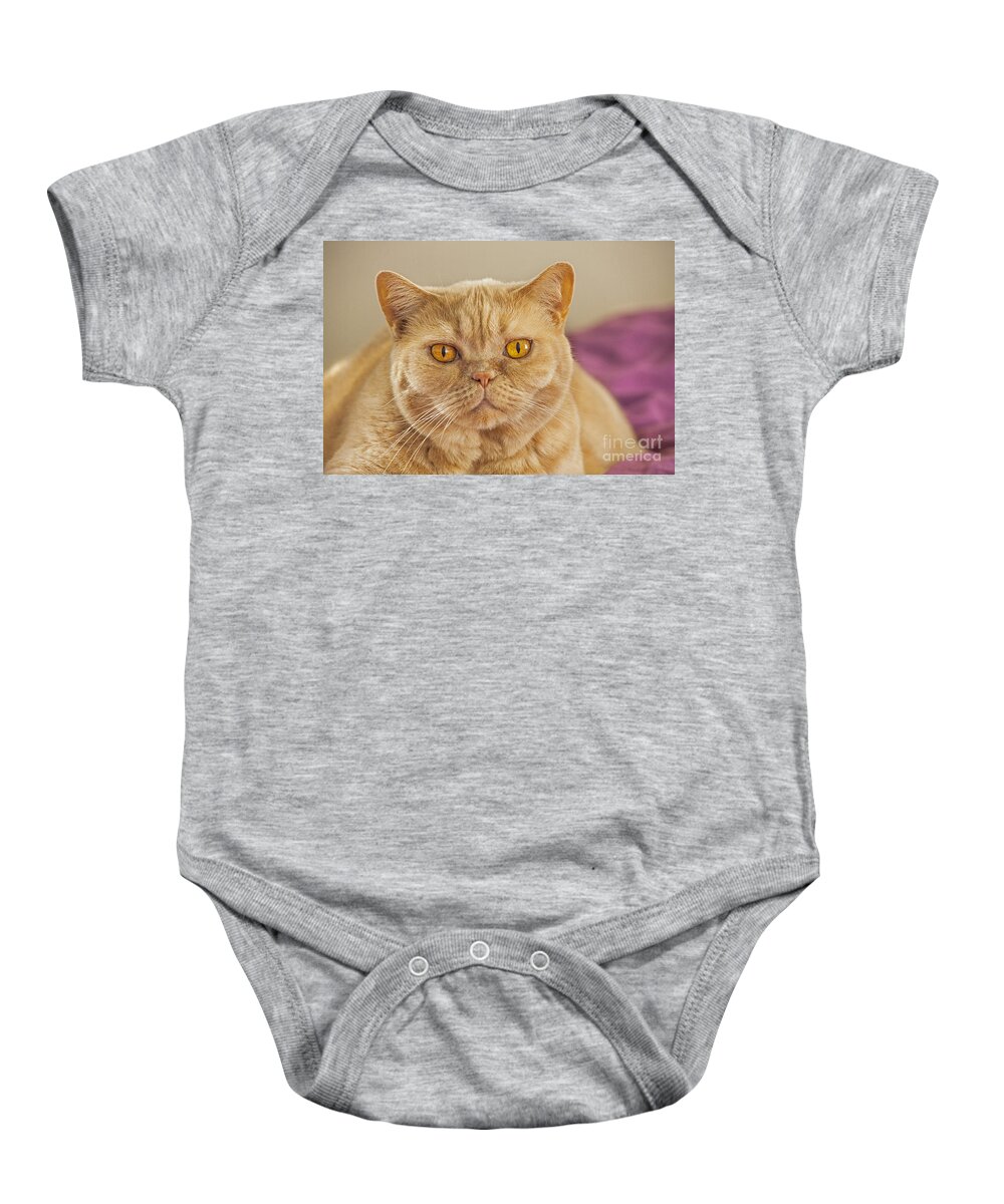 British Shorthair Baby Onesie featuring the photograph 140420p087 by Arterra Picture Library