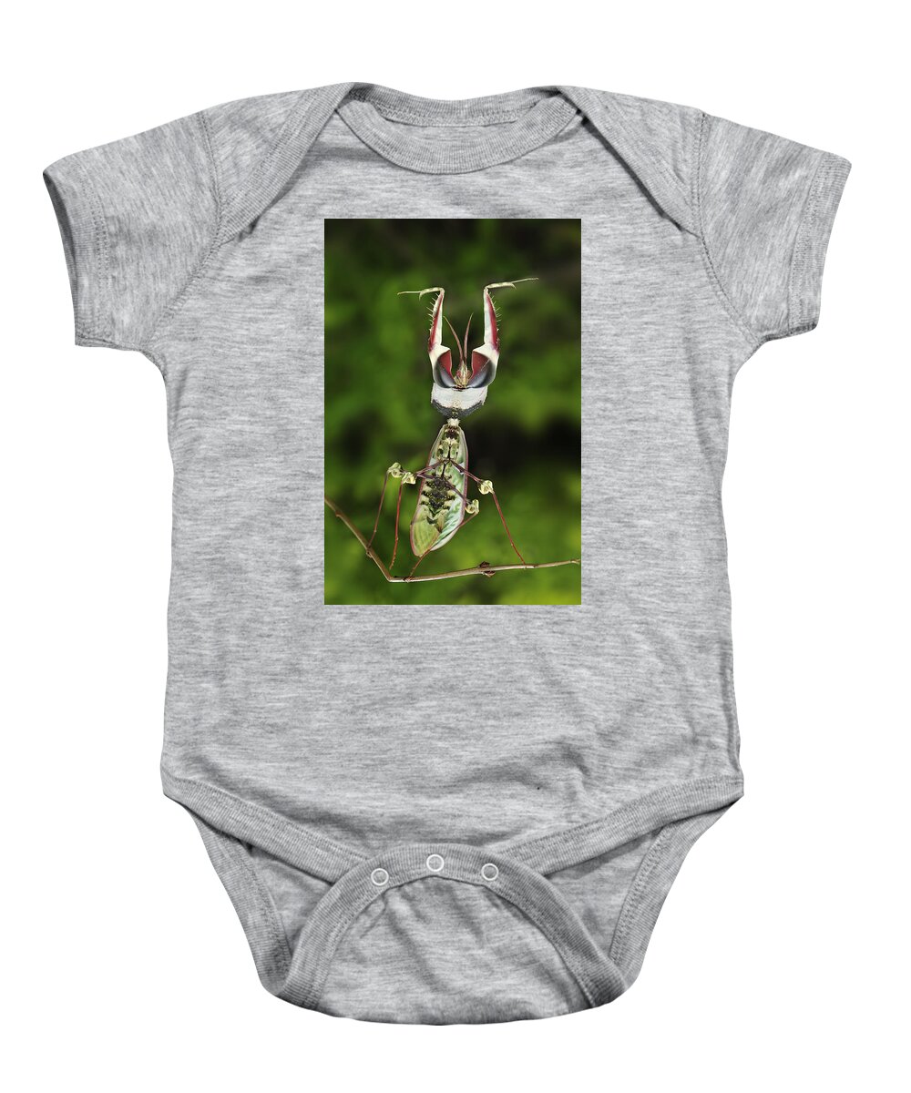 Thomas Marent Baby Onesie featuring the photograph Devils Praying Mantis In Defensive #2 by Thomas Marent