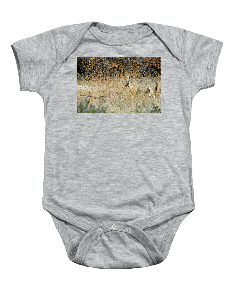 Coyote Baby Onesie featuring the photograph Coyotes #3 by Steven Krull