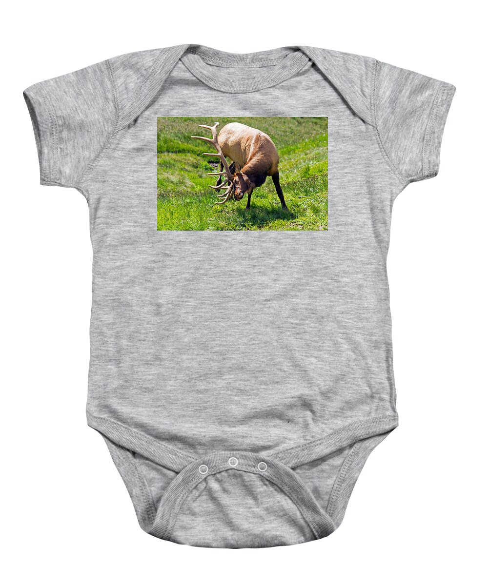 Bull Baby Onesie featuring the photograph Wapiti Elk in Rocky Mountain National Park #7 by Fred Stearns