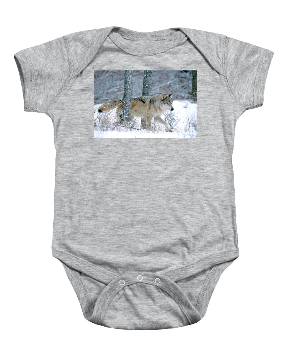 Gray Wolf Baby Onesie featuring the photograph Gray Wolf #8 by Art Wolfe