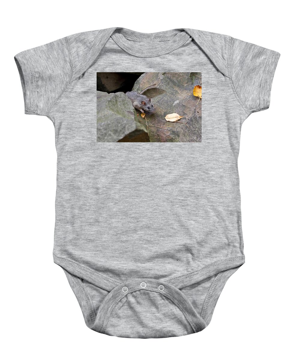 Allegheny Woodrat Baby Onesie featuring the photograph Allegheny Woodrat Neotoma Magister by David Kenny