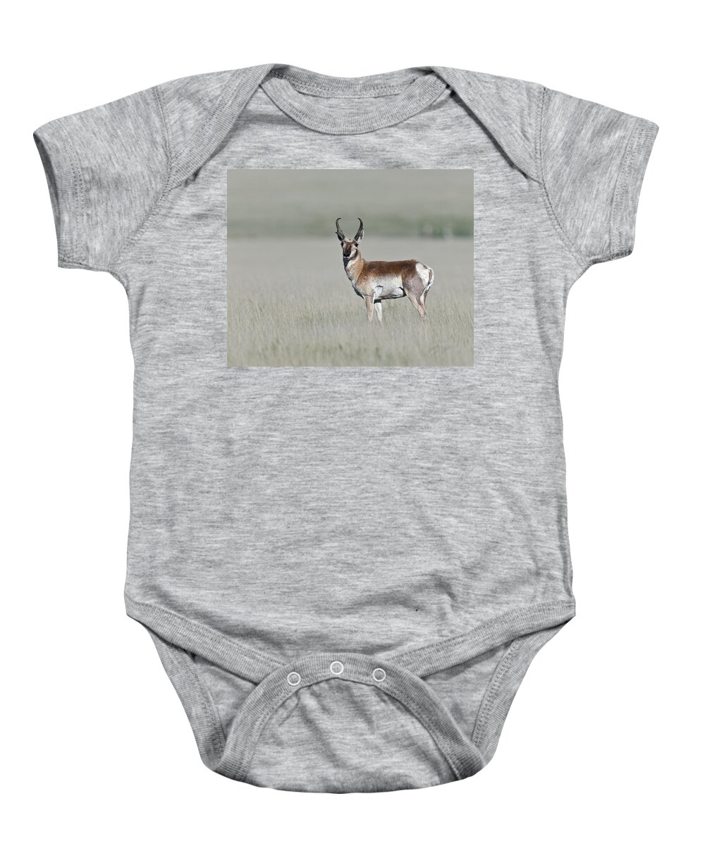 Antelope Buck Baby Onesie featuring the photograph Antelope Buck by Gary Langley